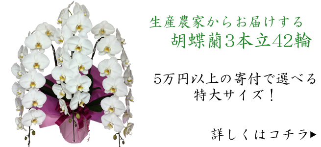 ふるさと納税で胡蝶蘭を贈ろう！ | 大阪の胡蝶蘭生産農家ねば〜らんど