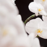 年末年始の営業に関するお知らせ【2019~2020年】