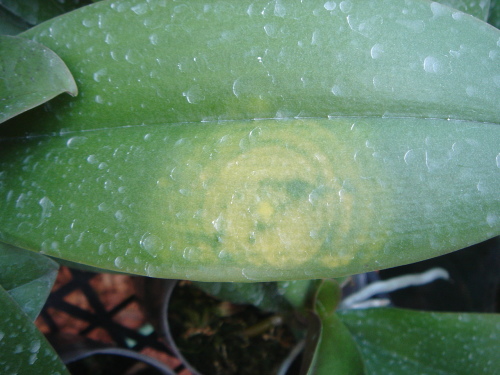 胡蝶蘭の病気-黄斑症